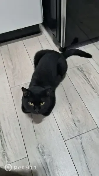 Gato perdido, macho, Conj. Res. Branca Vieira, Maringá - PR — preto e com 10 meses - photo