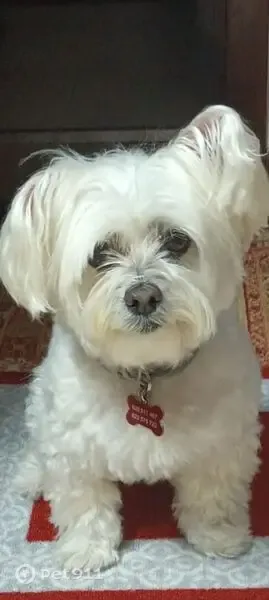 Perro perdido, Avenida de Galicia, 40, Gijón — hembra de bichón maltés blanco con cataratas - photo