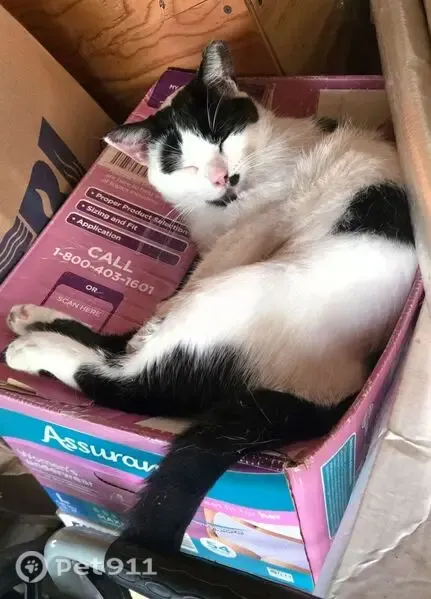 Lost cat, male, Pine Grove Boulevard, 1743, Bay Shore — white and black and friendly - photo