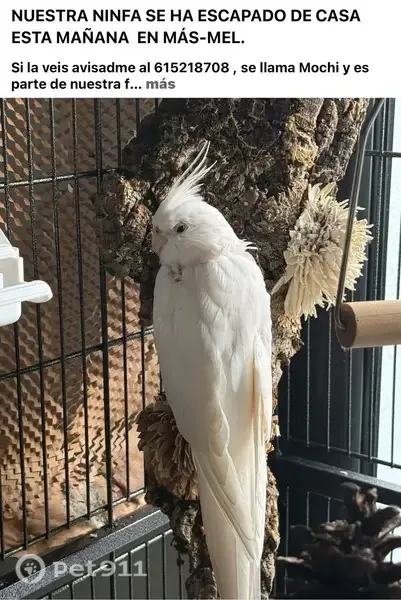 Ave perdida, Carrer Ponent, 53, Calafell — le falta plumaje en el cuello y parte de las alas - photo