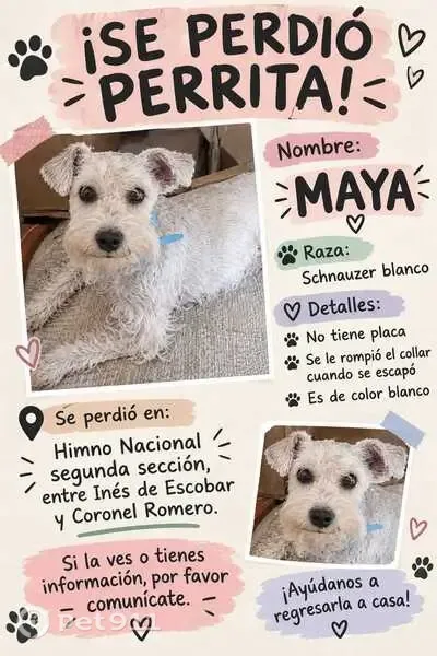 Perro perdido, hembra, Calle Inés de Escobar, 139, San Luis Potosí — schnauzer mini blanca - photo