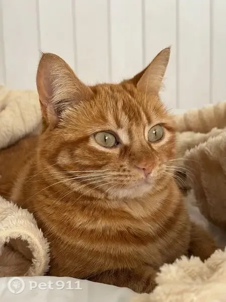Gato perdido, Calle Campo de Fútbol, 9, La Torre de Esteban Hambrán, Villaviciosa de Odon — acude cuando lo llamas - photo