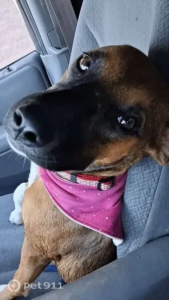 Lost dog, female, Goodyear, Arizona, Tempe — black face, white front socks - photo