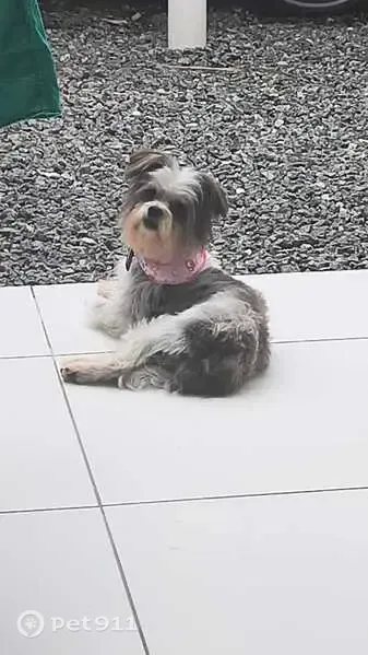 Cachorro encontrado, Rua Ipiranga, 188 — fêmea atropelada - photo