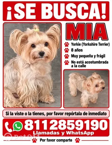 Perdido perro, 3a. Avenida, 658, San Nicolas de los Garza — yorkshire beige - photo