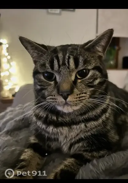 Lost cat, male tabby, Marlfield, Scotland, Duns — 2 years old - photo