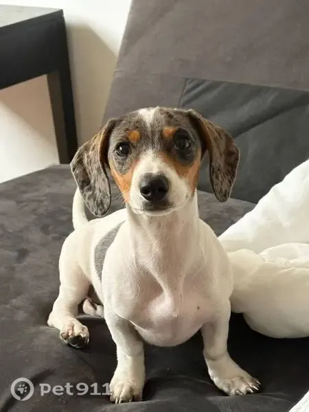 Cachorro perdido, Alameda Prudente de Moraes, 711 — pequeno e comprido - photo