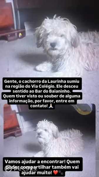 Cachorro perdido, Rua Pirajá, 1350 — dócil e inocente - photo