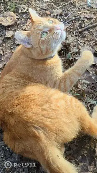 Lost Cat, Chickamauga Avenue Northeast, 944, Knoxville — orange tabby with a white chin - photo