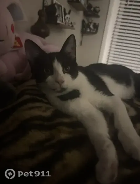 Lost cat, 4083-3 San Jose Ap, Jacksonville — male tuxedo with green eyes - photo
