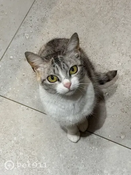 Gato perdido, Rua Vanderlei, 233 — com chip de identificação - photo