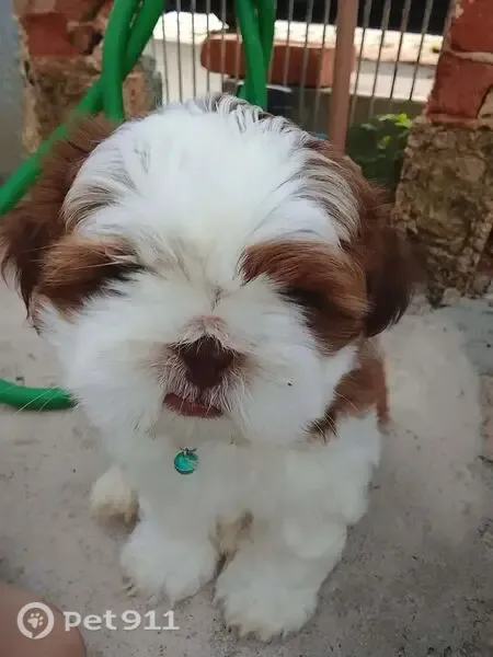 Cachorro perdido, Rua Nicolau Jacob, Arceburgo — macho com coleira preta - photo