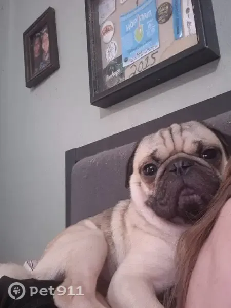 Lost male dog, Hay Avenue, Waco — friendly and tan - photo
