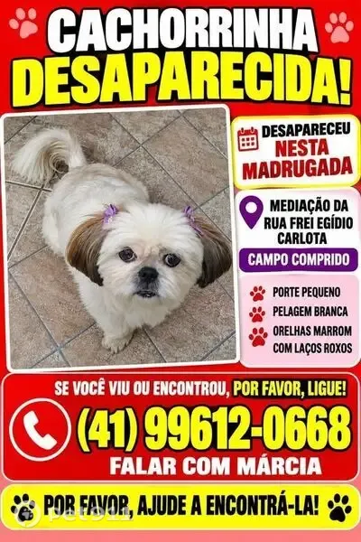 Cachorro perdido, fêmea, Rua Frei Egídio Carloto, 326 — Shitsu branca e cega de um olho - photo