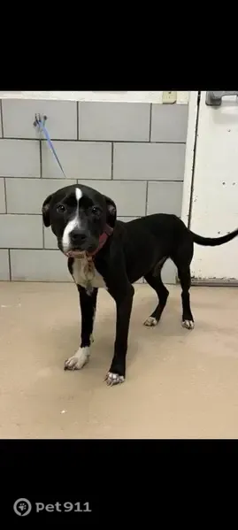 Lost dog, female, Anthes Drive, 185, Nashville — trained service dog - photo