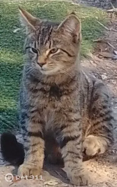 Lost cat, Richardson Street, 13, Redbank — black ear tips and spots near her nose - photo