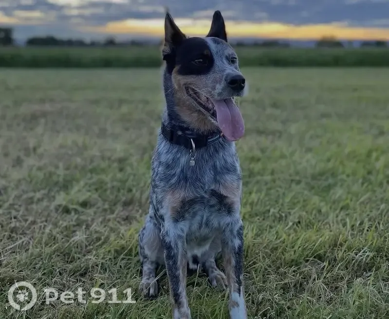 Perro perdido macho, Avenida de la Convención de 1914 Norte, 137, Aguascalientes — pastor australiano gris jaspeado - photo