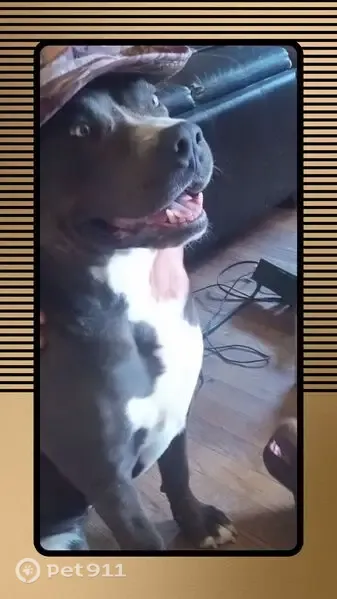 Missing dog Male, Mustang (usl550393) - photo