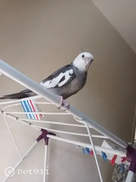 Lost female bird, Raleigh Road, 48, Joondalup, Sorrento — primarily grey with some white - photo