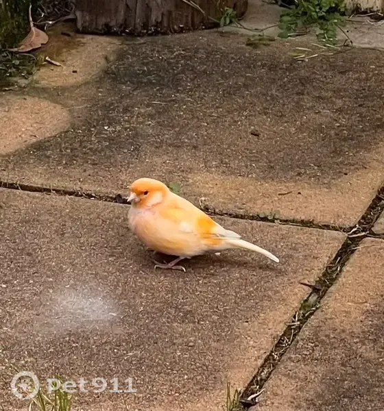 Found bird, Blanc Avenue, Canterbury-Bankstown Council, Strathfield — Red Factor Canary - photo