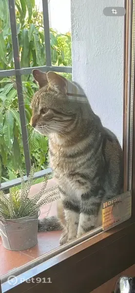 Gato perdido macho, Calle Santa Rosa de Lima de Calypso, 180, Mijas, Fuengirola — grande y atigrado - photo