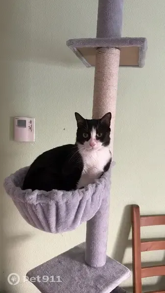 Gato perdido, Carretera Nuévalos, Aragón, Zaragoza — negro y blanco - photo