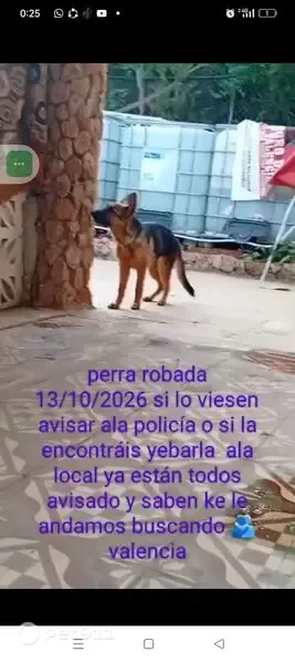 Perdido perro hembra, Aldaia, Pozuelo de Alarcon — pelaje marrón, negro y blanco - photo