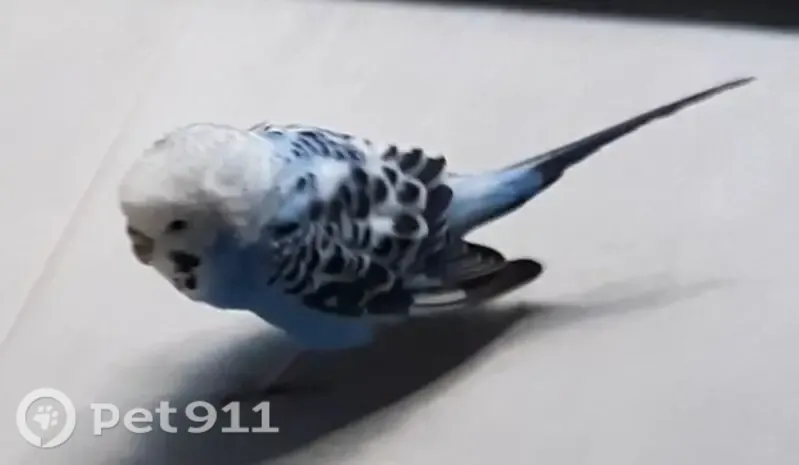 Found bird, North Parkway, 1, Port Adelaide Enfield, Para Hills — blue body and white head - photo