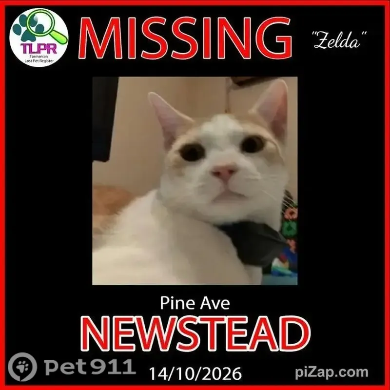 Lost cat, male, Pine Avenue, 3, Launceston — white and orange domestic shorthair - photo