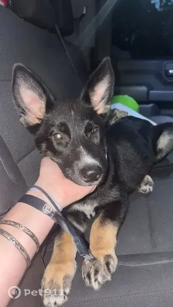Lost dog, Belvedere Drive, 307, Pearl, Brandon — shy and sweet puppy - photo