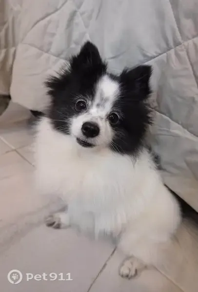 Perro perdido, Tepaneca, 433, Guadalupe, Guadalupe — hembra dócil y tierna - photo