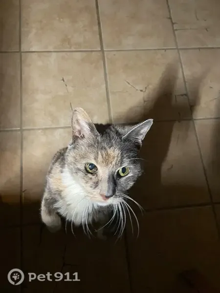 Lost cat, Idlewood Avenue, 621, Carnegie — female, grey with white and brown fur - photo