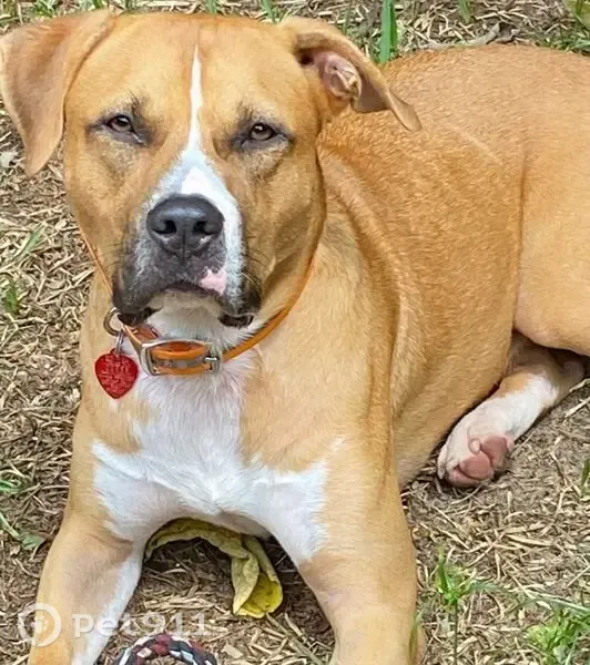 Lost dog, Northeast 21st Terrace, 425, Ocala — male with a green canvas collar - photo