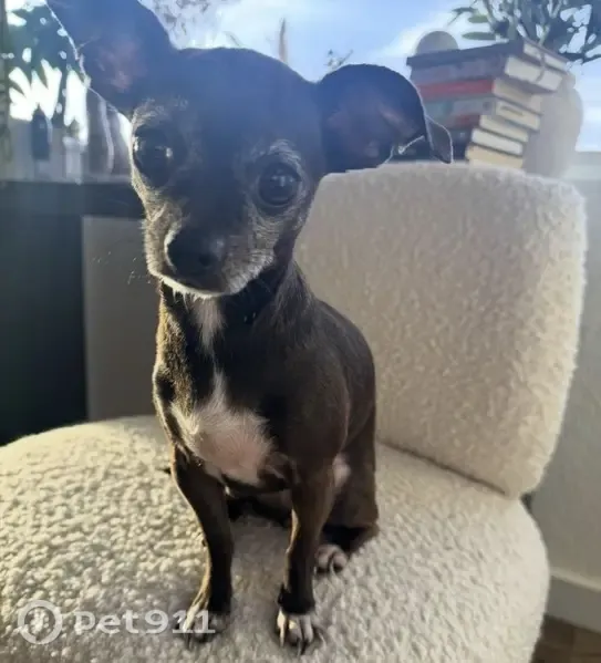 Lost dog, Castile Road, 1011, Austin — very small female Chihuahua - photo