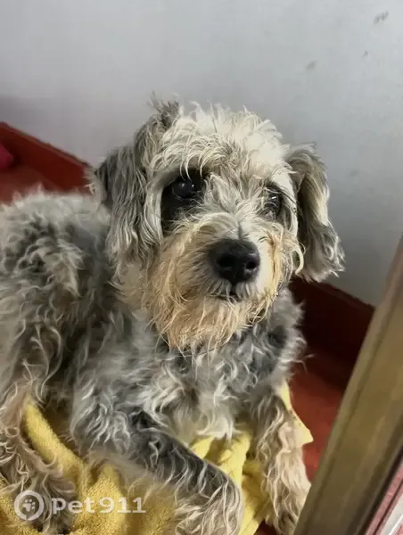 Lost female dog, Lower Bethany Road, Georgia, Atlanta — 14 years old, poor sight and hearing - photo