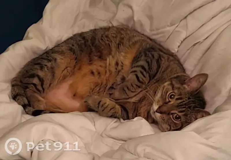 Lost female cat, Willdon Drive, 163, Portland — vocal 17-year-old tabby - photo