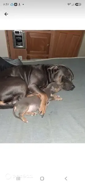 Lost dog, Maxton, North Carolina, Mullins — tricolor bully, may be with his son Tank - photo