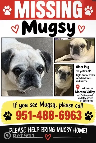 Lost Dog, 13361 Hildegarde St, Riverside — 10-year-old male pug with a hernia - photo