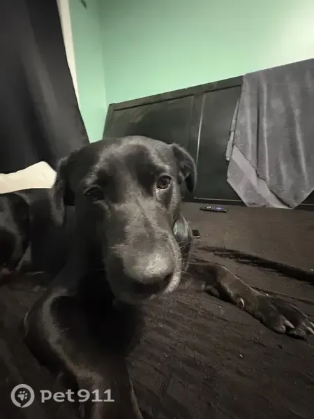 Lost dog, Felton Road, 5101, Richmond — male with a vanilla-colored collar - photo