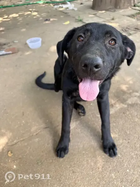 Lost dog, Felton Road, 5101, Richmond — female with 2 black Labradors - photo