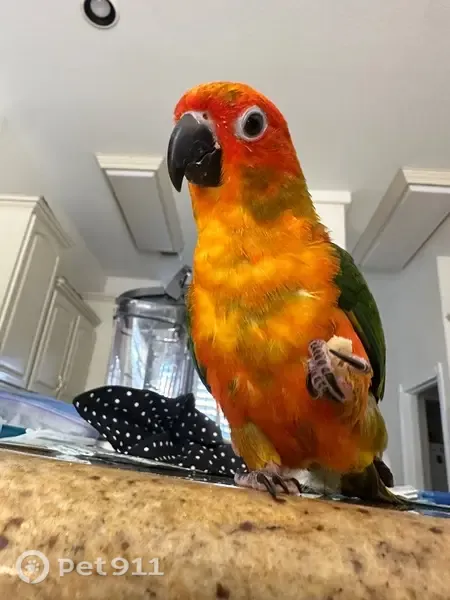 Lost bird, Del Rey Avenue, 5884, Las Vegas — male with an orange-red head - photo