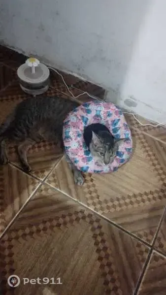 Gato macho perdido, Rua Aracanguira, São Paulo — usava colar elisabetano - photo