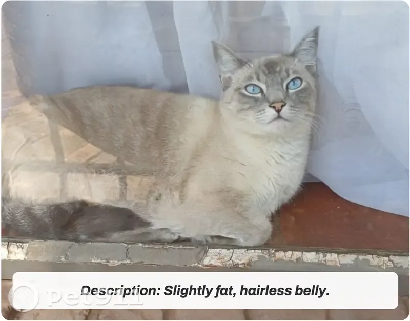 Lost cat, female, Adela Street, 594, Pretoria — striking blue eyes and a hairless belly - photo