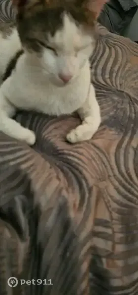Lost cat, male, Norwest Boulevard, Sydney, Stanhope Gardens — grey coat with dark stripes and white chest - photo