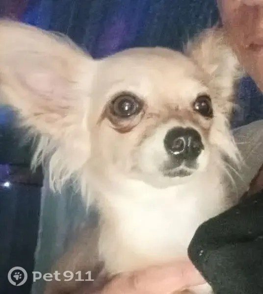 Lost male dog, Ann Street, 549, Brisbane — white and fawn chihuahua - photo