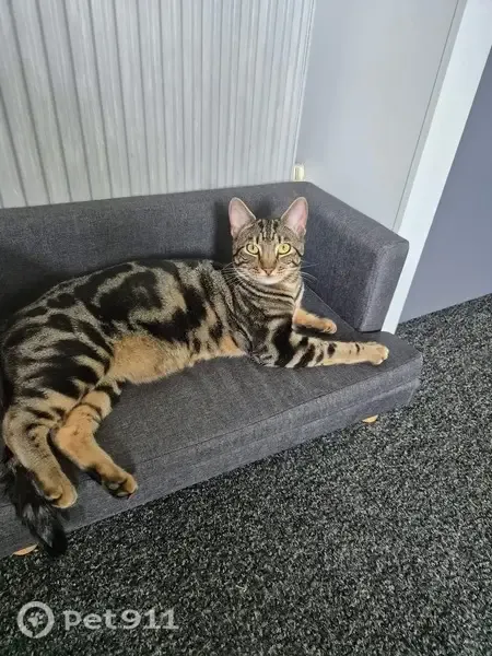 Lost cat, Wingfield Road, 12, Plymouth — male tabby-Bengal mix with a long tail - photo