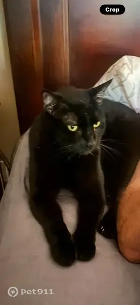 Lost cat, Meaghan Court, 12885, Jacksonville — large black male with green eyes - photo