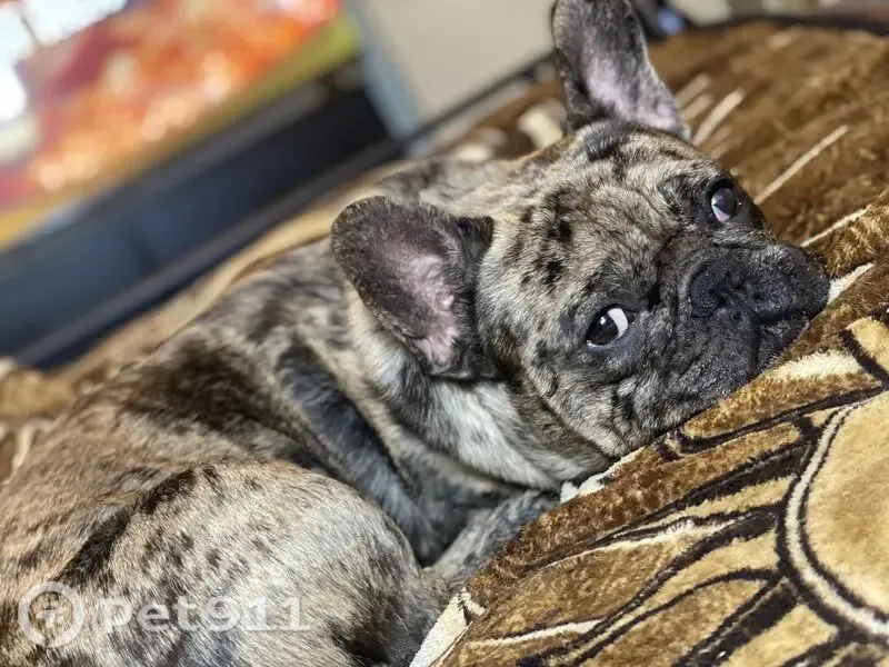 Lost male dog, North Thorne Avenue, 850, Fresno — 3 years old - photo