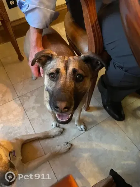 Lost female dog, Arkansas 73, 2786, Columbus, Washington — brown, medium-sized, pink collar - photo
