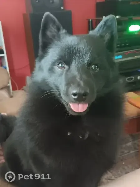 Lost dog, Hill Street, 792, Nixa — black Schipperke with a curly tail - photo